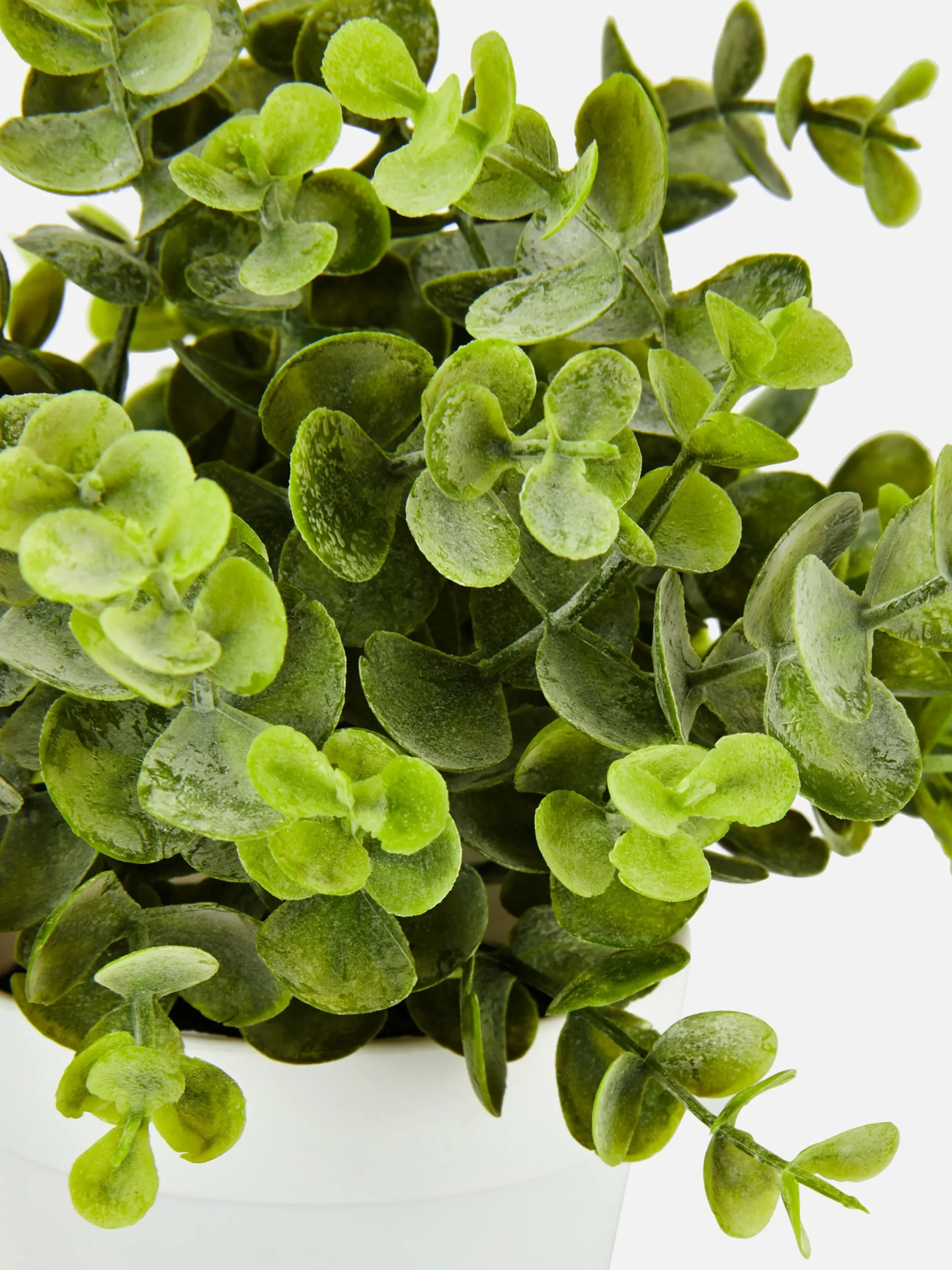 Plantes Et Fleurs Artificielles|Primark Petit Eucalyptus Artificiel Blanc